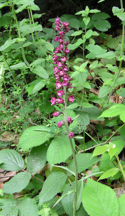 Epipactis atrorubens / Elleborine violacea